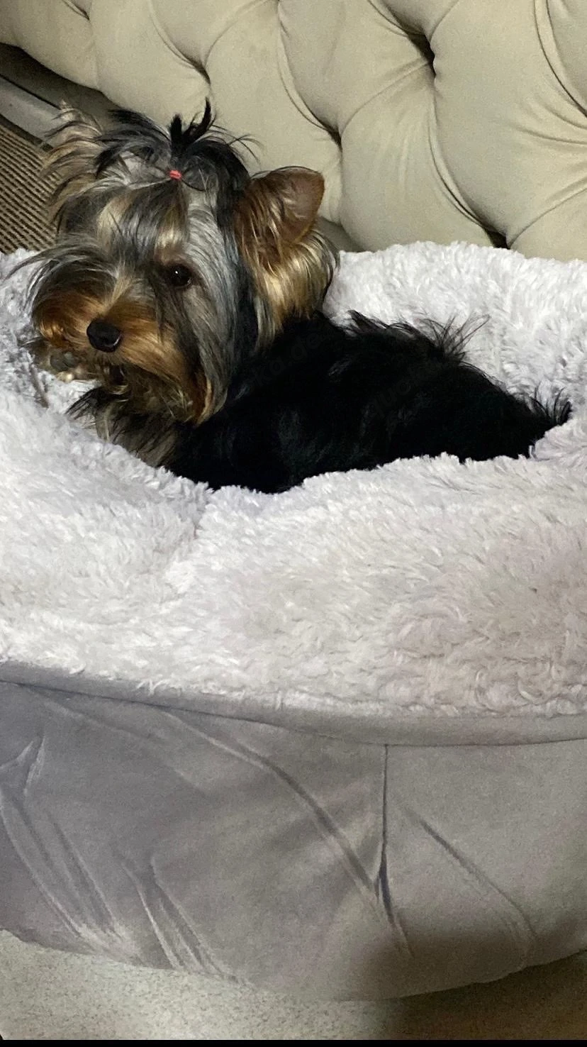 Reinrassiger Yorkshire Terrier rüde