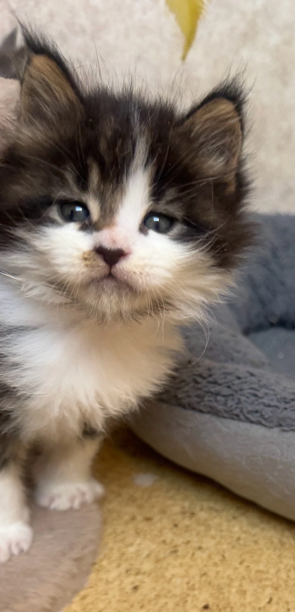 Maine Coon Katerchen zum verlieben  