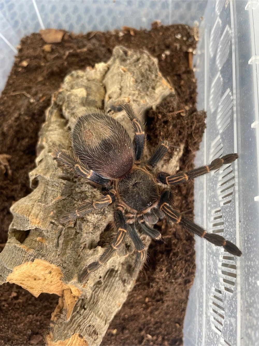 Vogelspinne