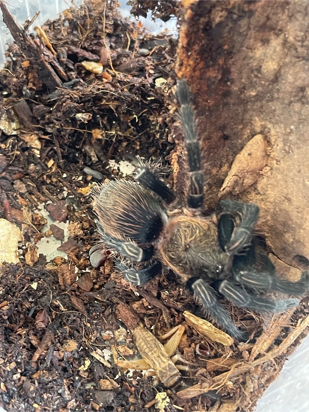 Vogelspinne