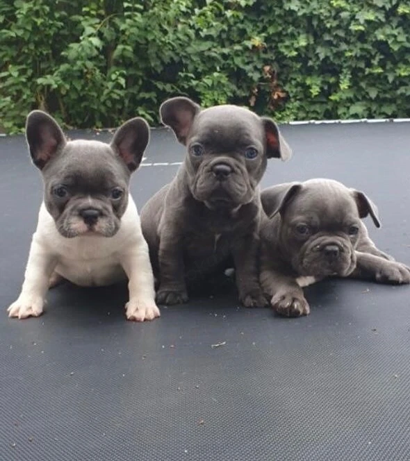 Zuckersüße sportliche Französische Bulldoggen Welpen Blue Lilac