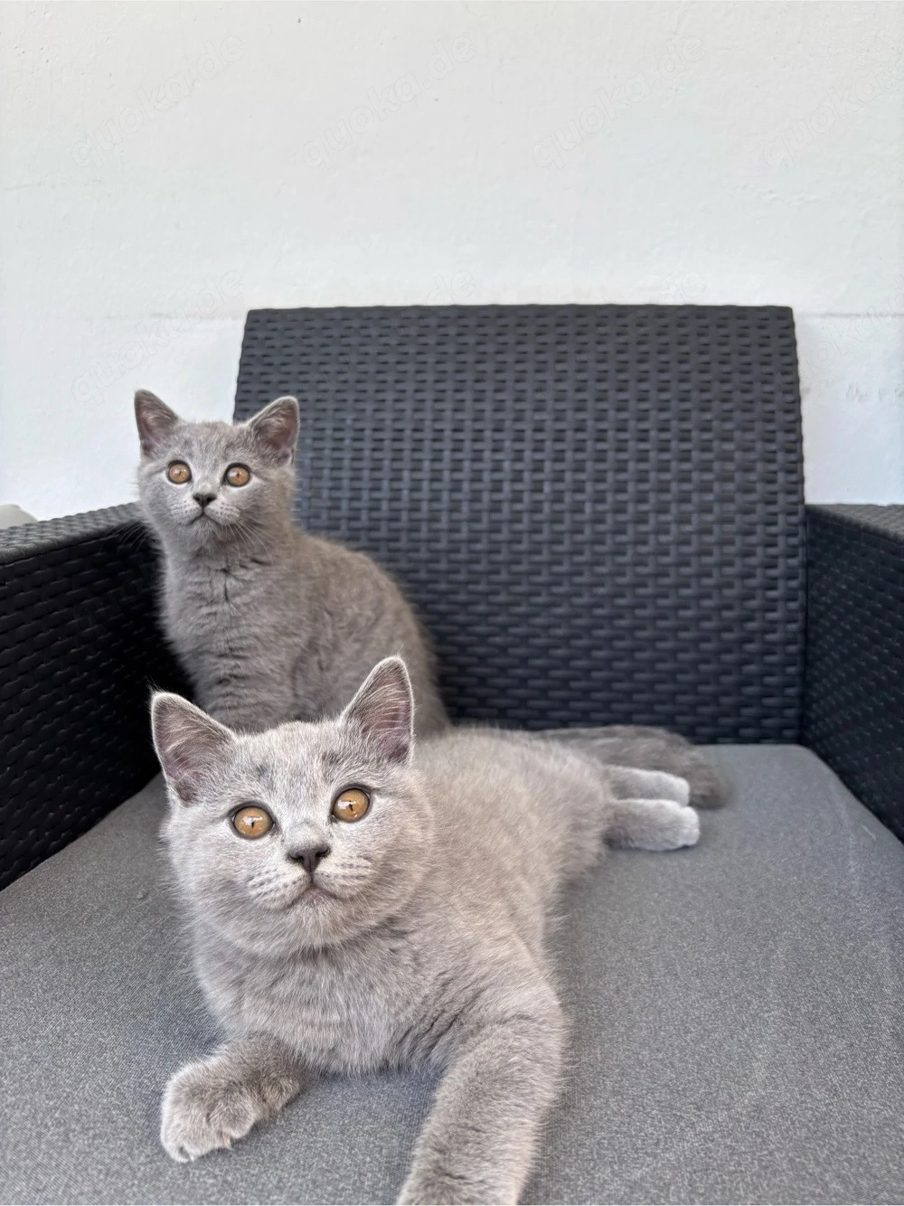 2 BKH Kitten suchen ein neues Zuhause (M)