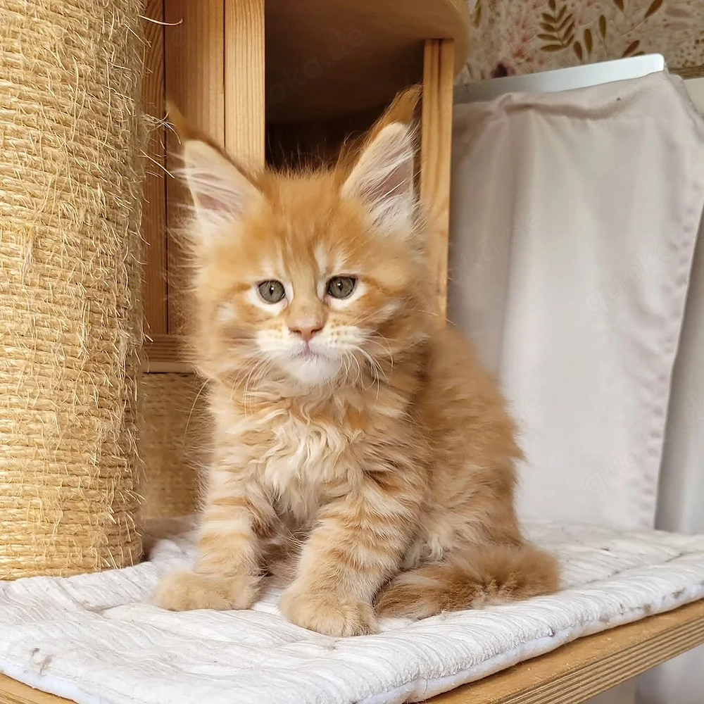 Wunderschöne, verspielte Maine-Coon-Kätzchen