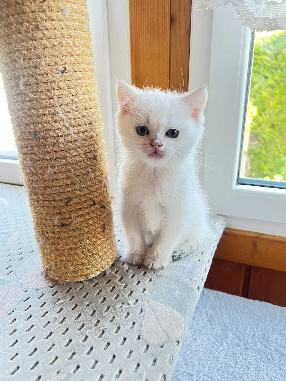 Verspielte Babykatzen abzugeben   entwurmt & familienfreundlich