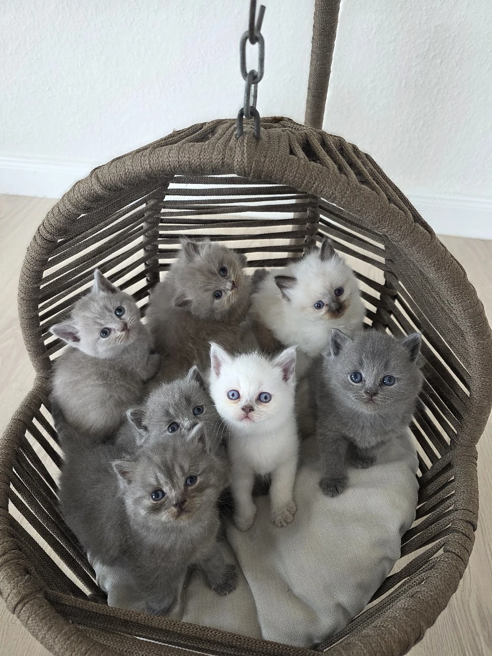 reinrassige BKH BLH Kitten Blue, lilac Colourpoint, Weiss
