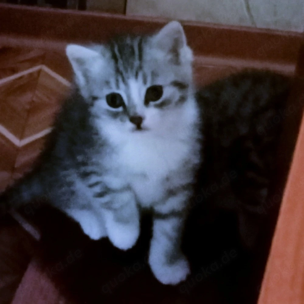 BKH Kitten 