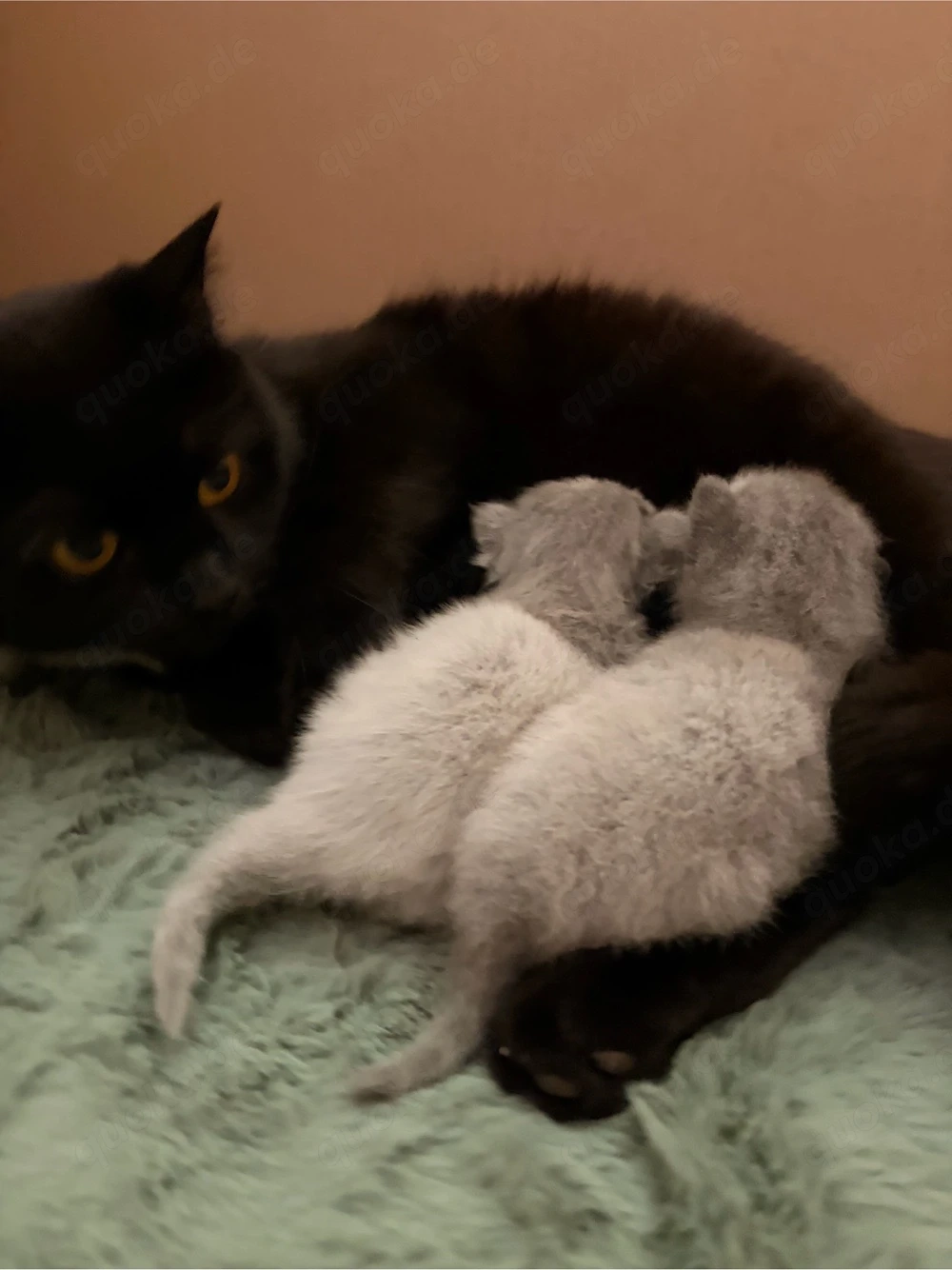 4 Bkh Kitten in seltenen Farben