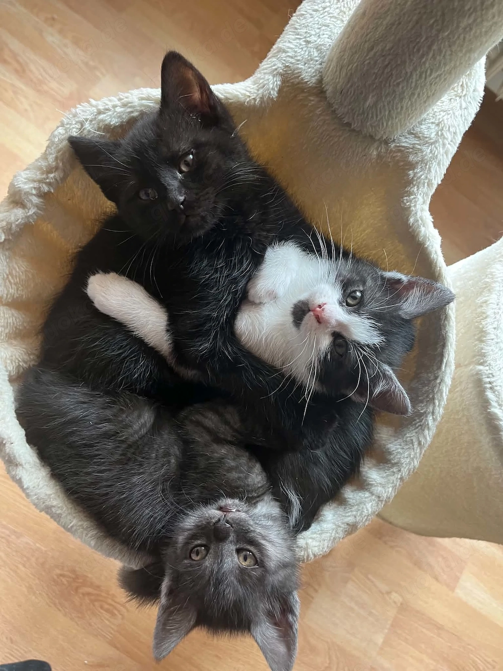 Süße Kitten suchen ein liebevolles Zuhause 