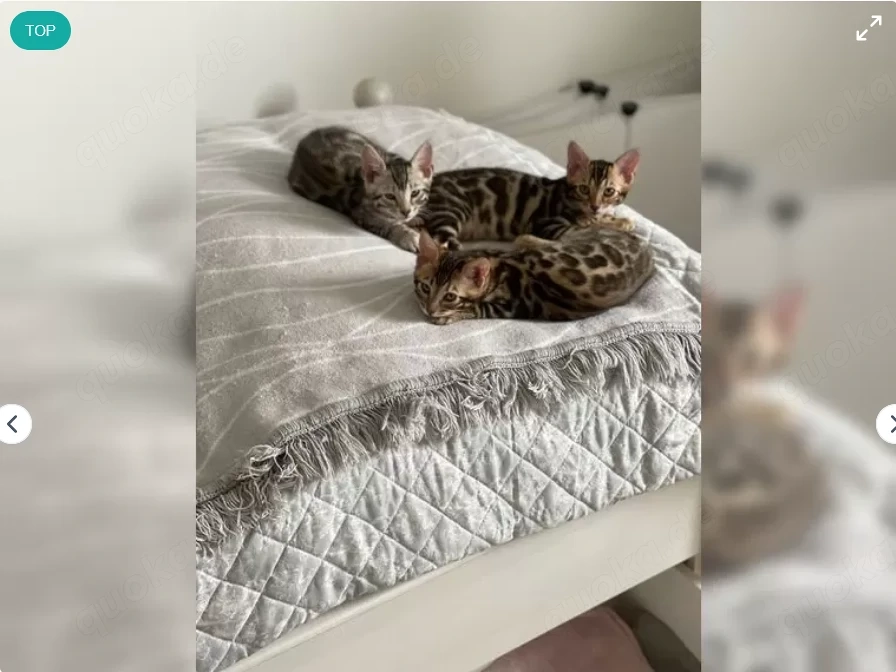 Wunderschöne Bengalkitten abzugeben ?