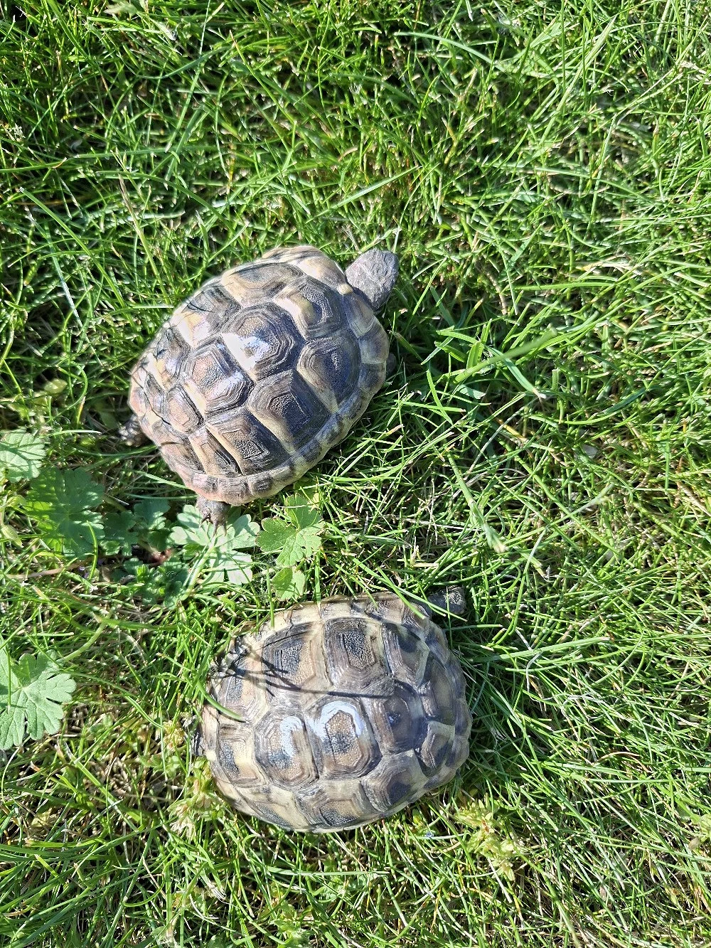 Griechische Landschildkröten