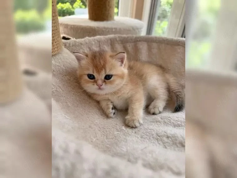 Bkh kitten