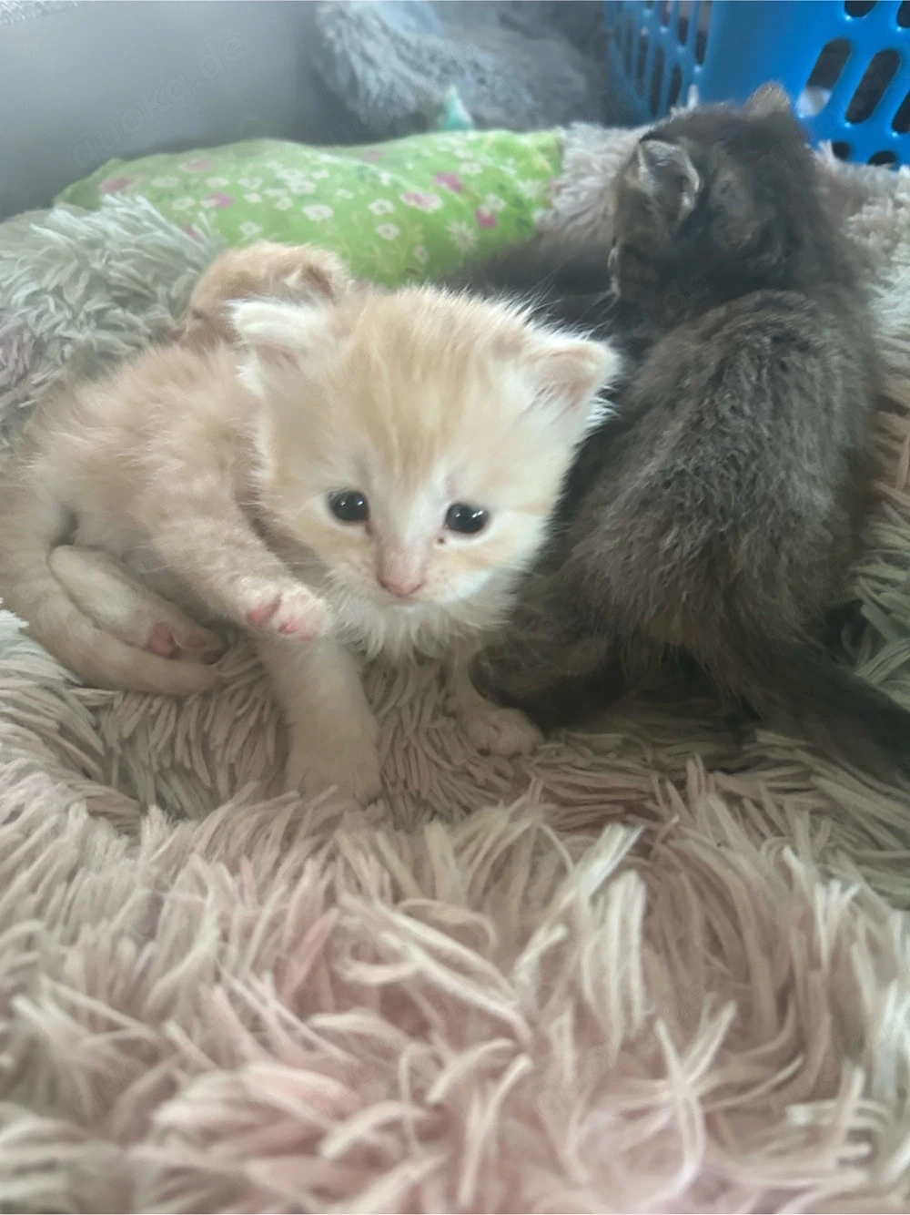 katzenbabys