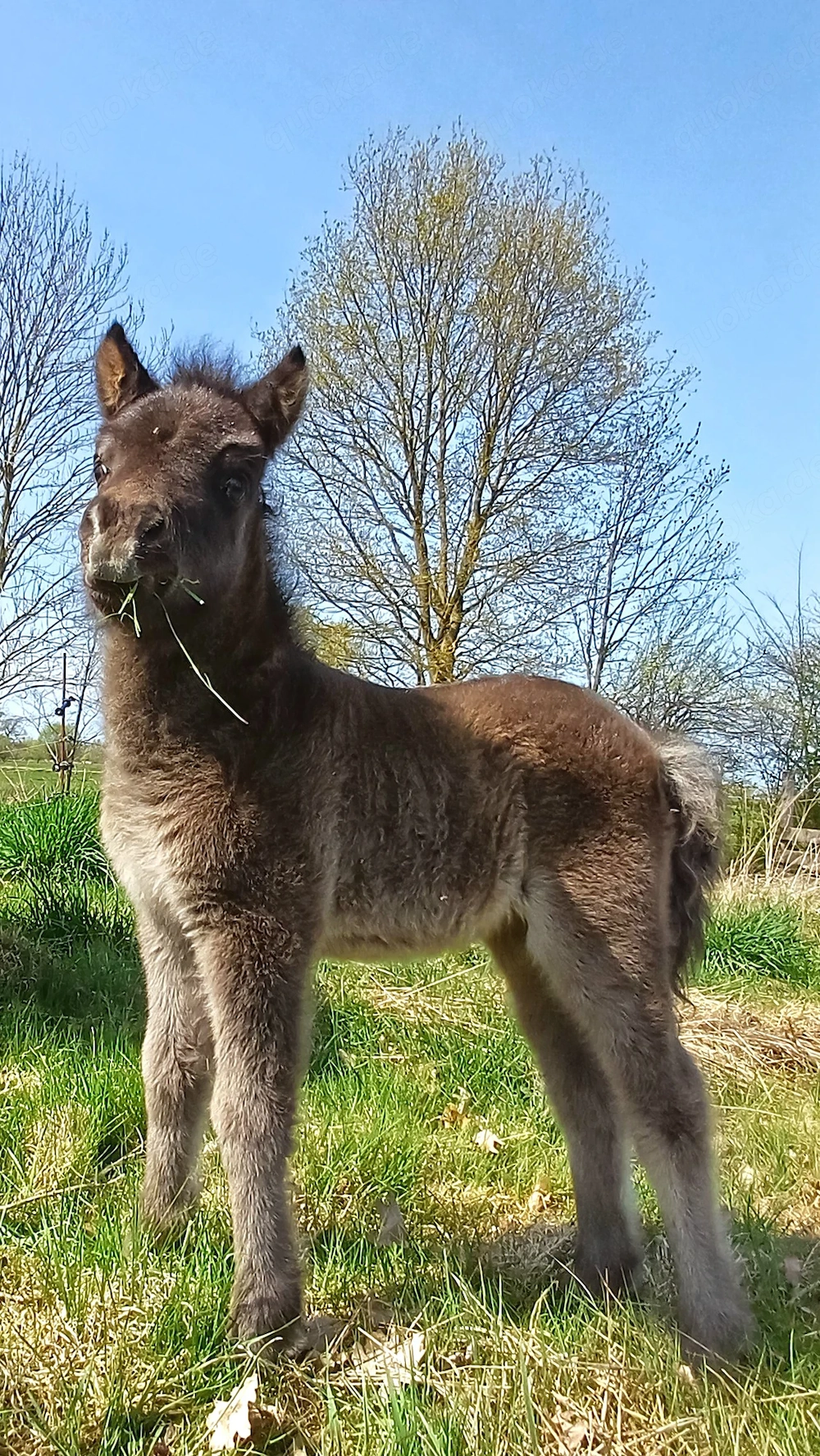 Dt.Part-bred Shetland Pony,  Stute, Shetty, Shetlandpony 