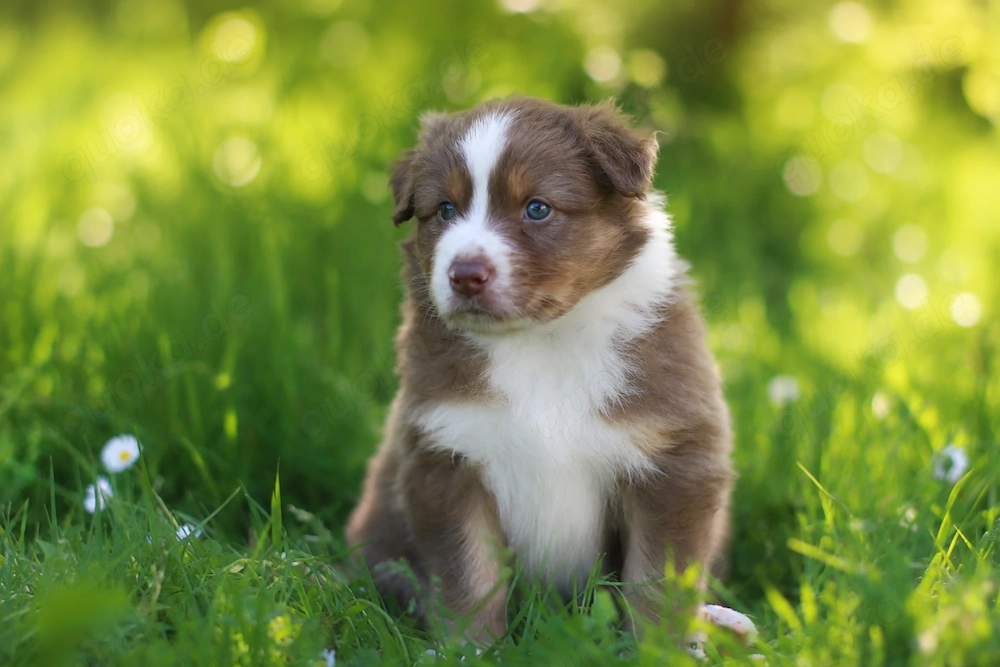 Zwei traumhafte Australian Shepherd Jungs suchen ihr Für-Immer-Zuhause