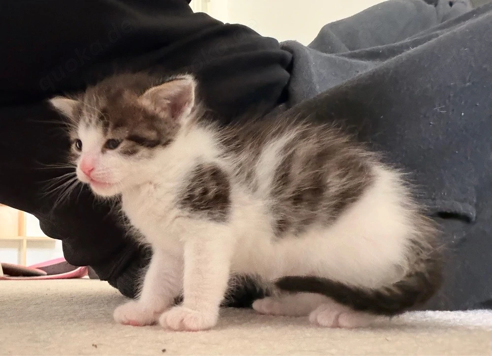 babykatzen demnächst abzugeben 