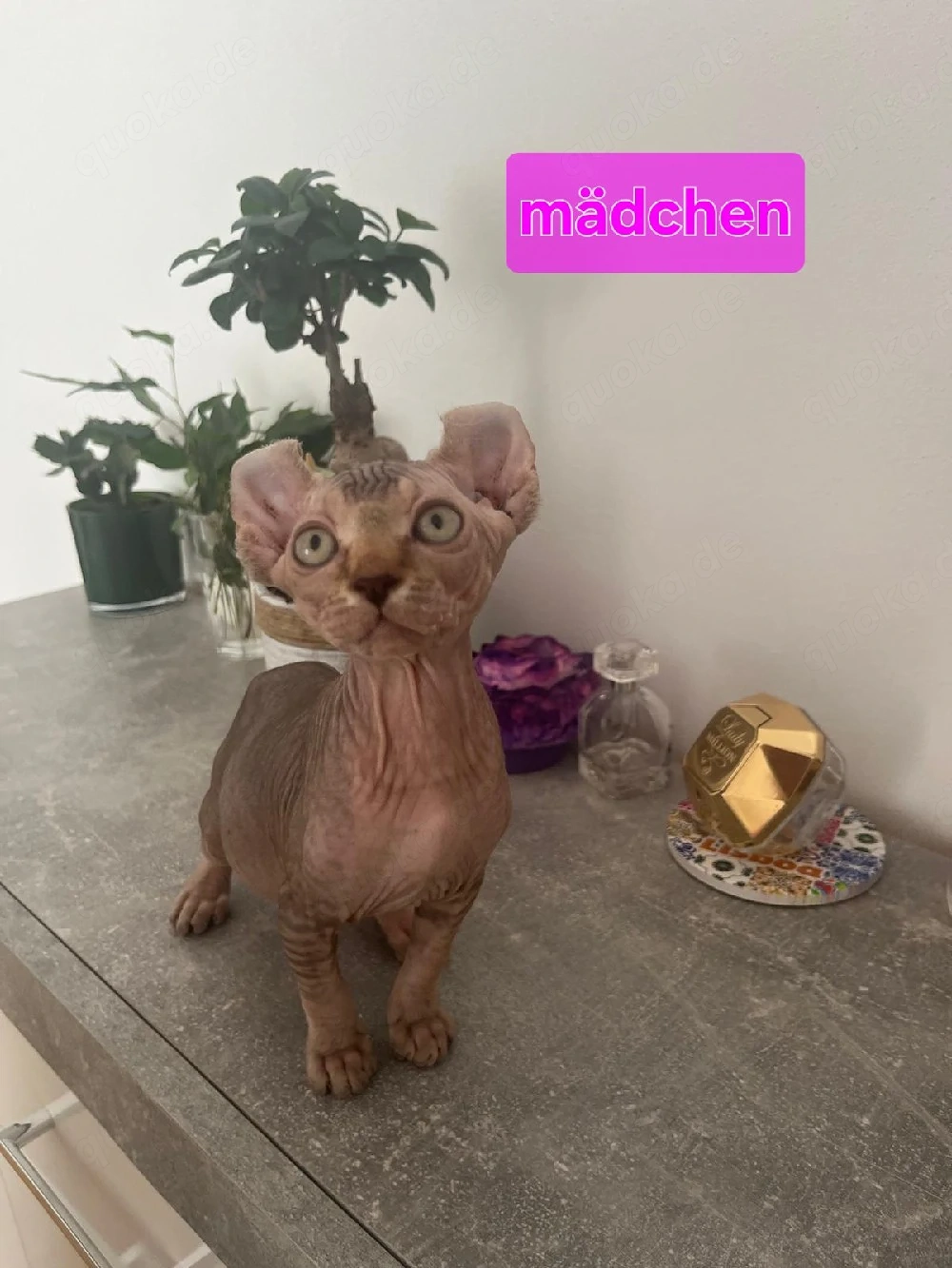Sphynx Katze