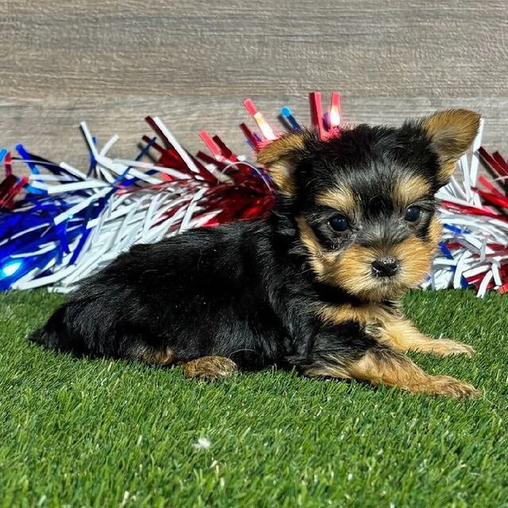       Yorkshire-Terrier-Welpe sucht liebevolles Zuhause       