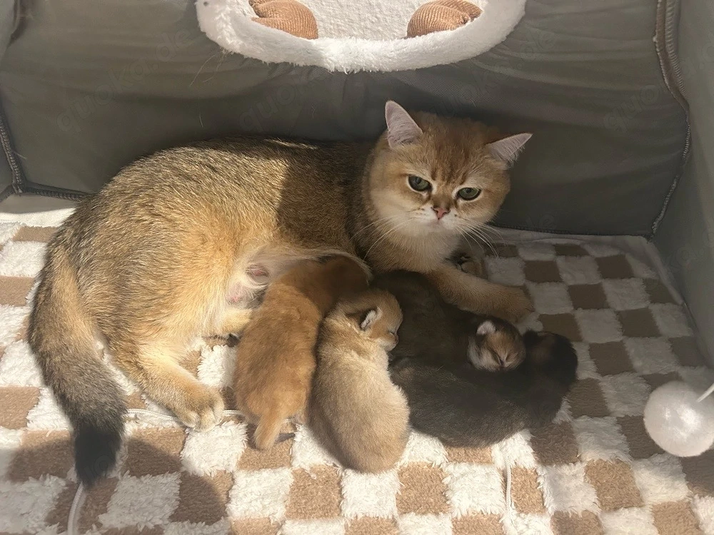 Goldene Chinchilla-Kitten Bkh mit Stammbaum München