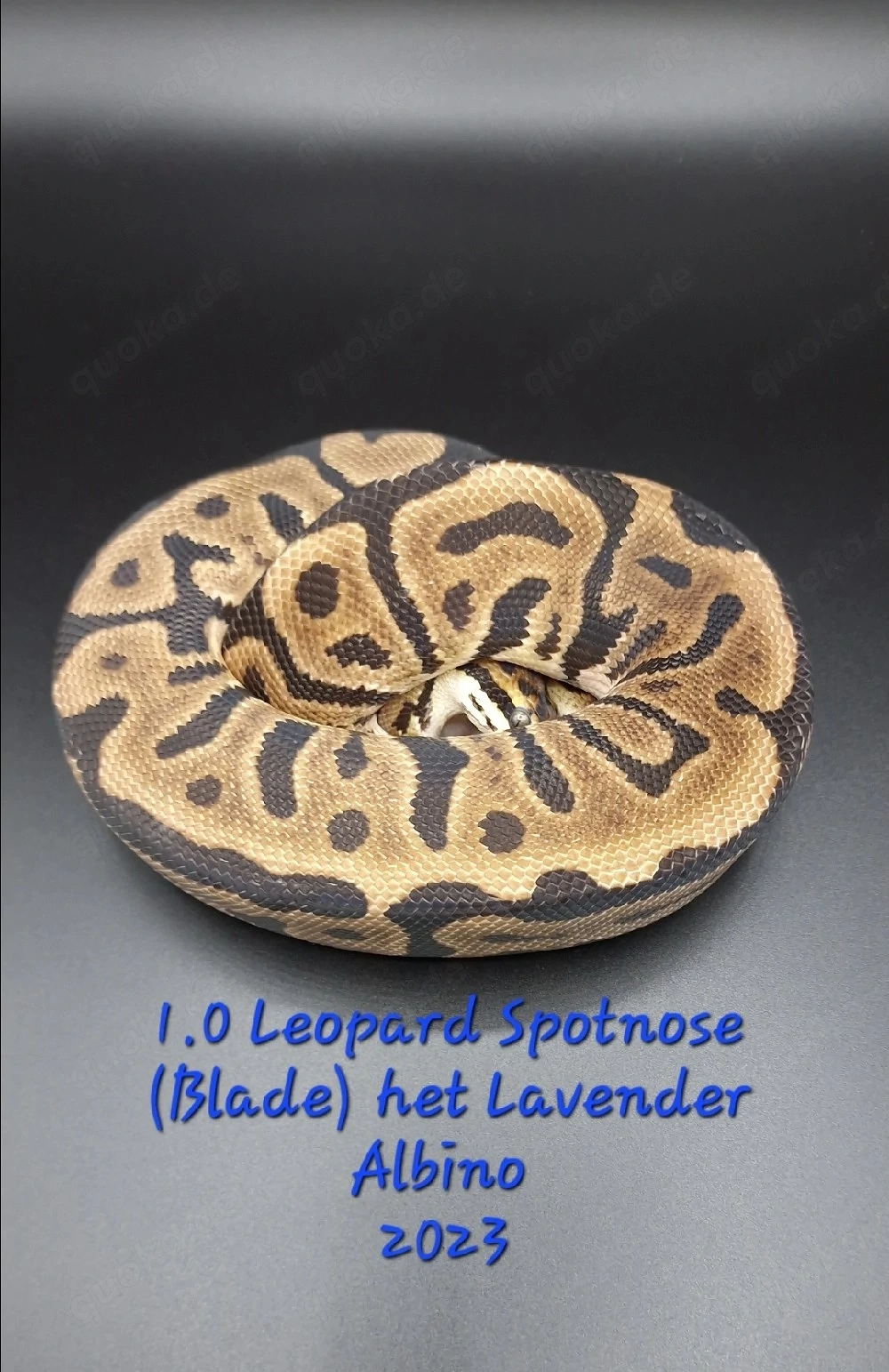 1.0 Leopard Spotnose (Blade) het Lavender Albino