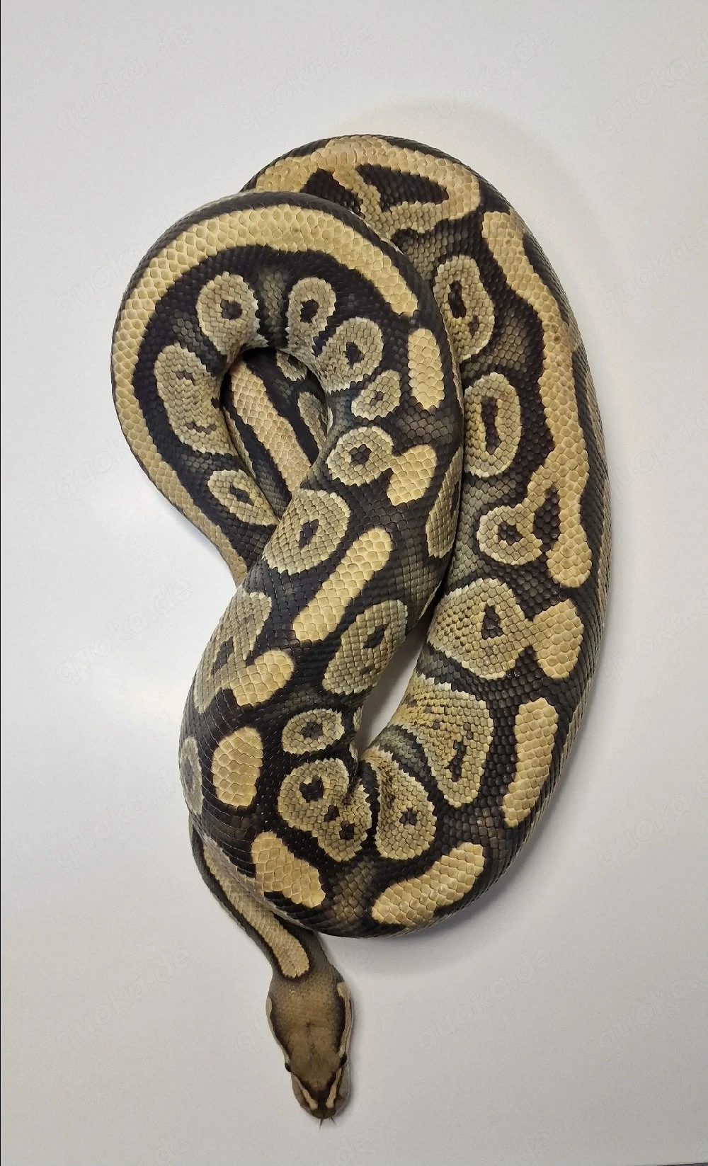 1.0 Hypo het Clown 