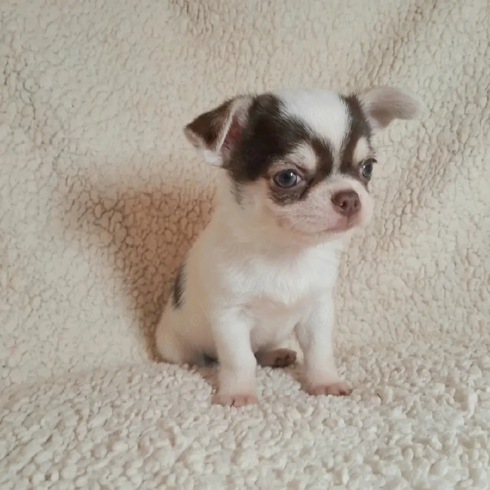 Wunderschöne, gesunde Chihuahua-Welpen suchen ein liebevolles Zuhause   3 