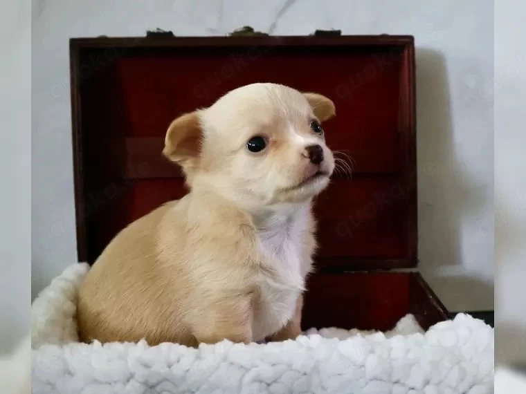 Chihuahua-Welpen suchen ein liebevolles Zuhause   3 