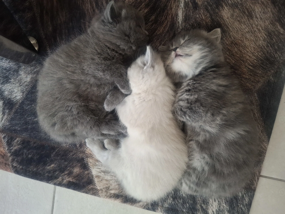 BKH Kitten an liebevolle Menschen abzugeben. Die Kitten sin zugänglich , schmusen gerne, kinderlieb.