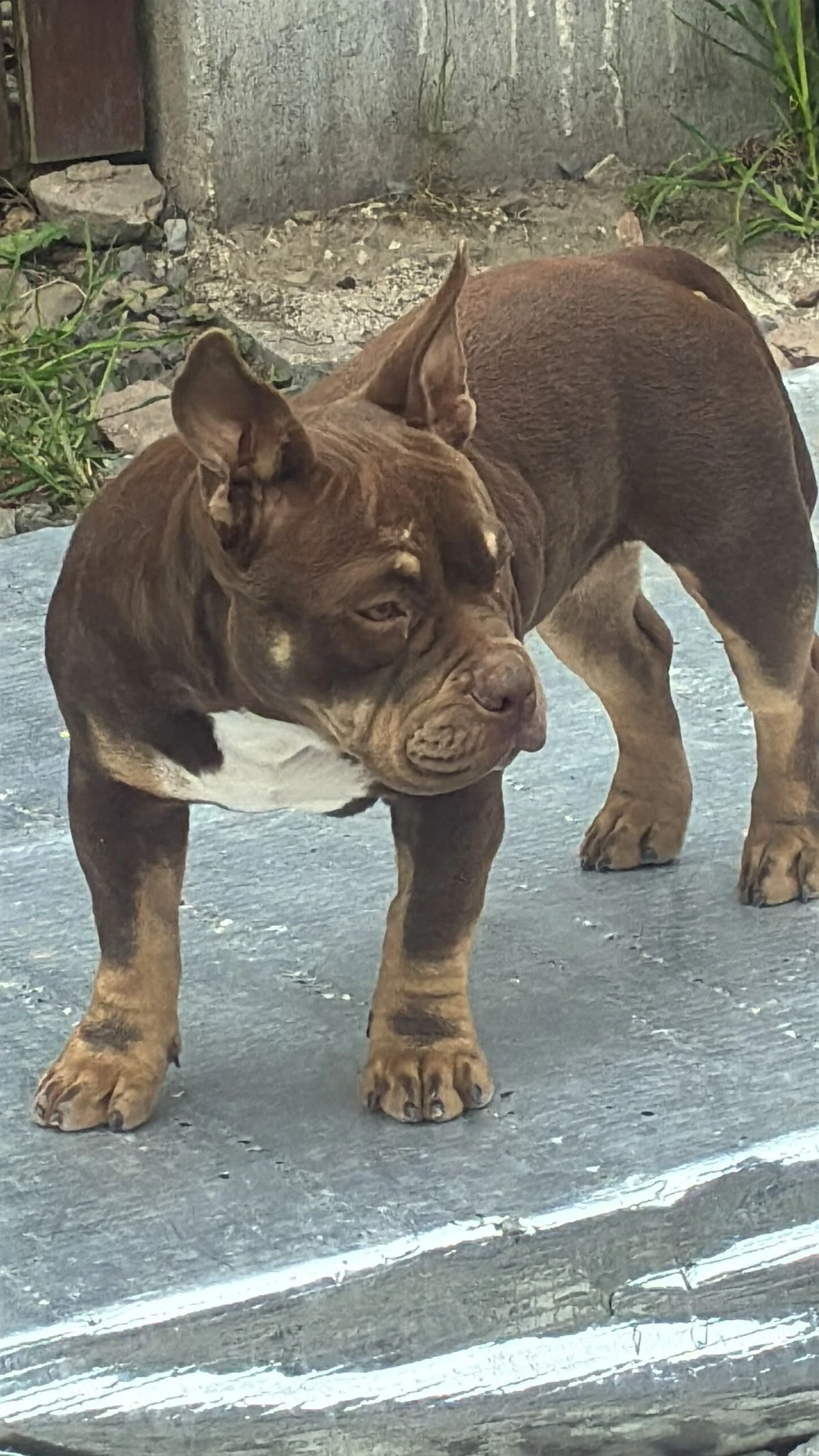 American Bully Micro mit Stammbau - Hund Farbe Trichoco