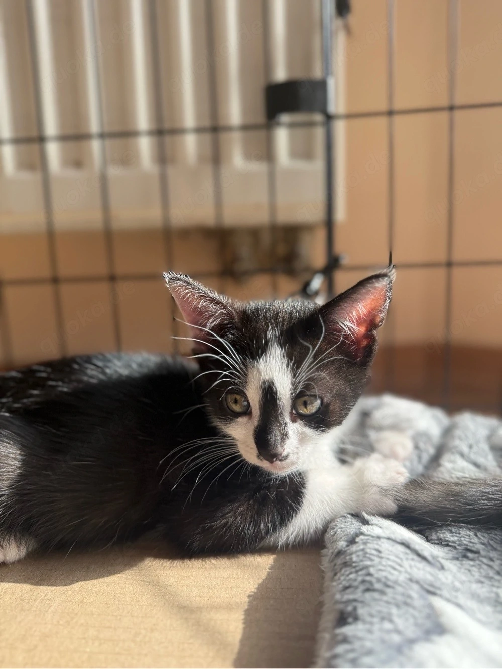 Kitten dürfen ab dem 22.06 ausziehen 