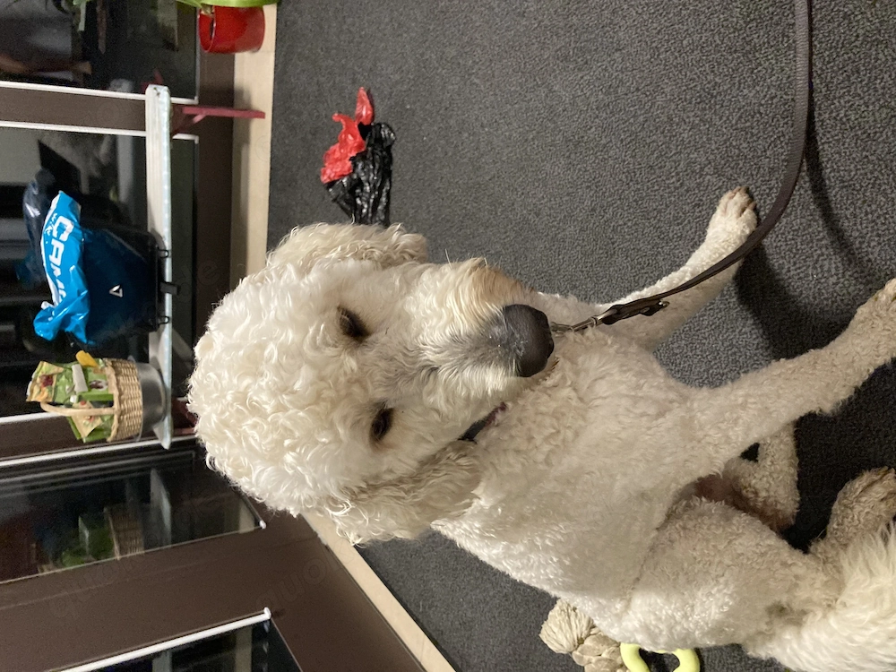 Hundebetreuung von Eléna 