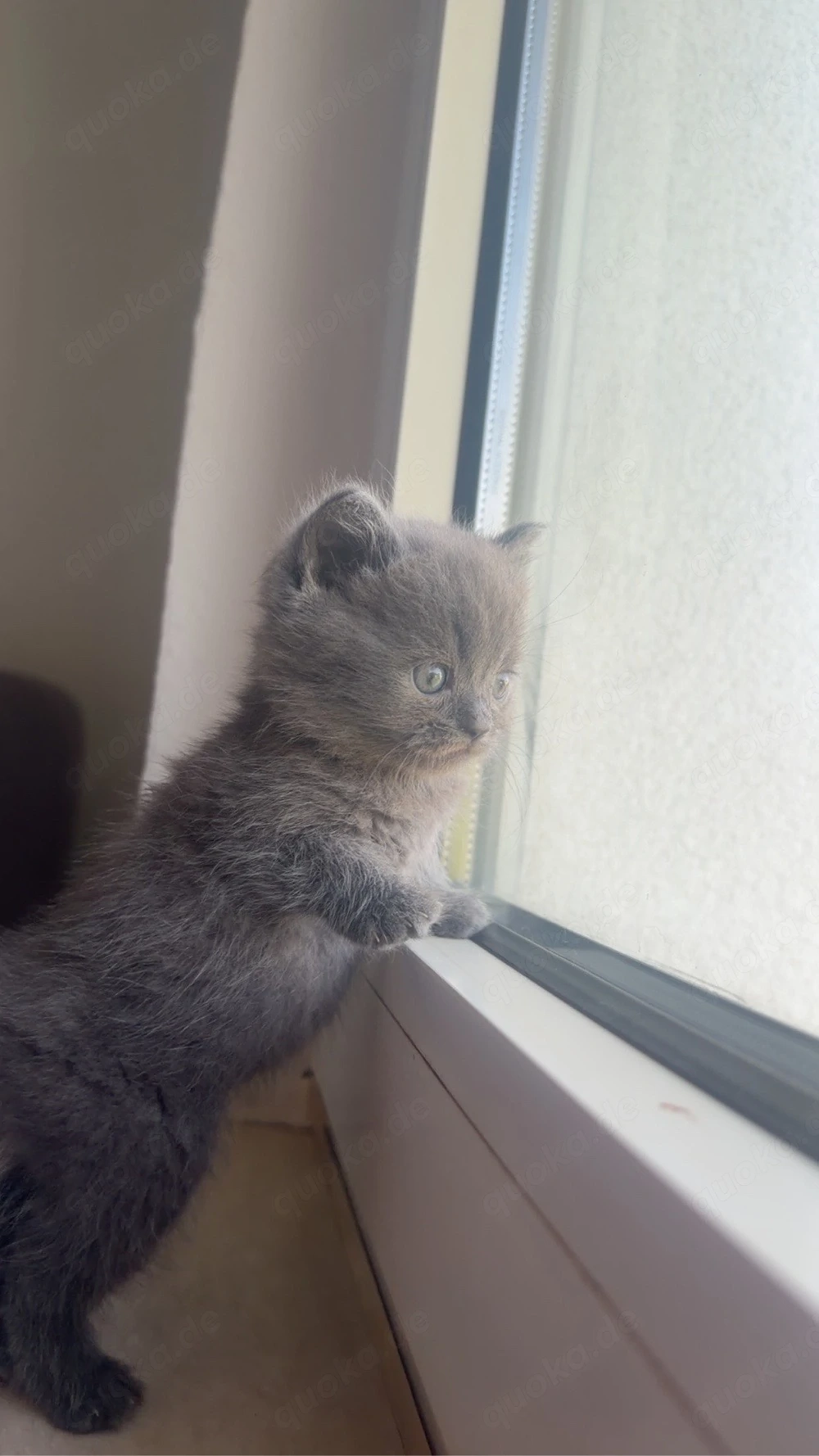 ein katze britisch Kurzhaar alt 2 monat