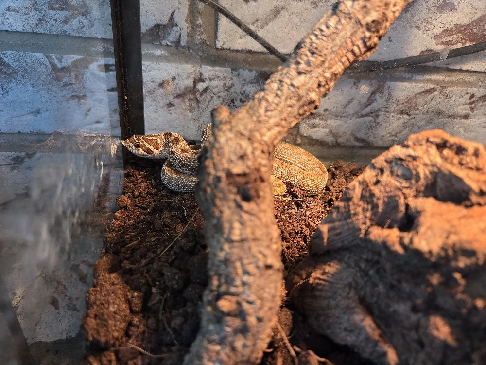 Heterodon Nasicus