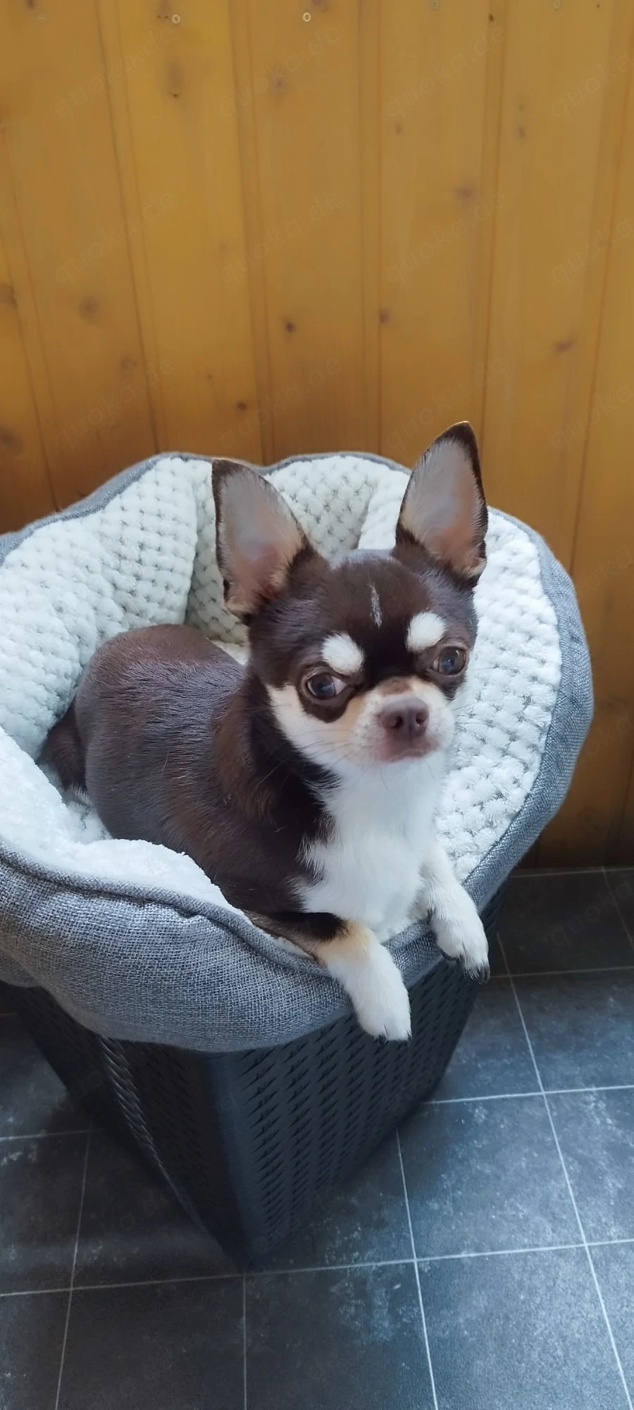 Liebevoller Chihuahua Rüde 