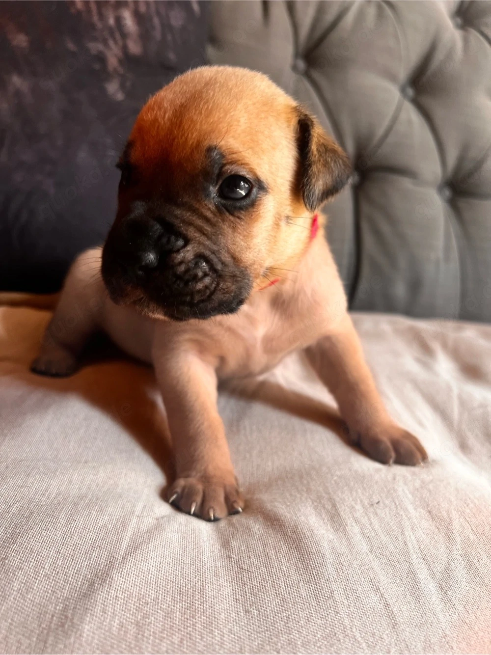 Cane Corso Welpen 