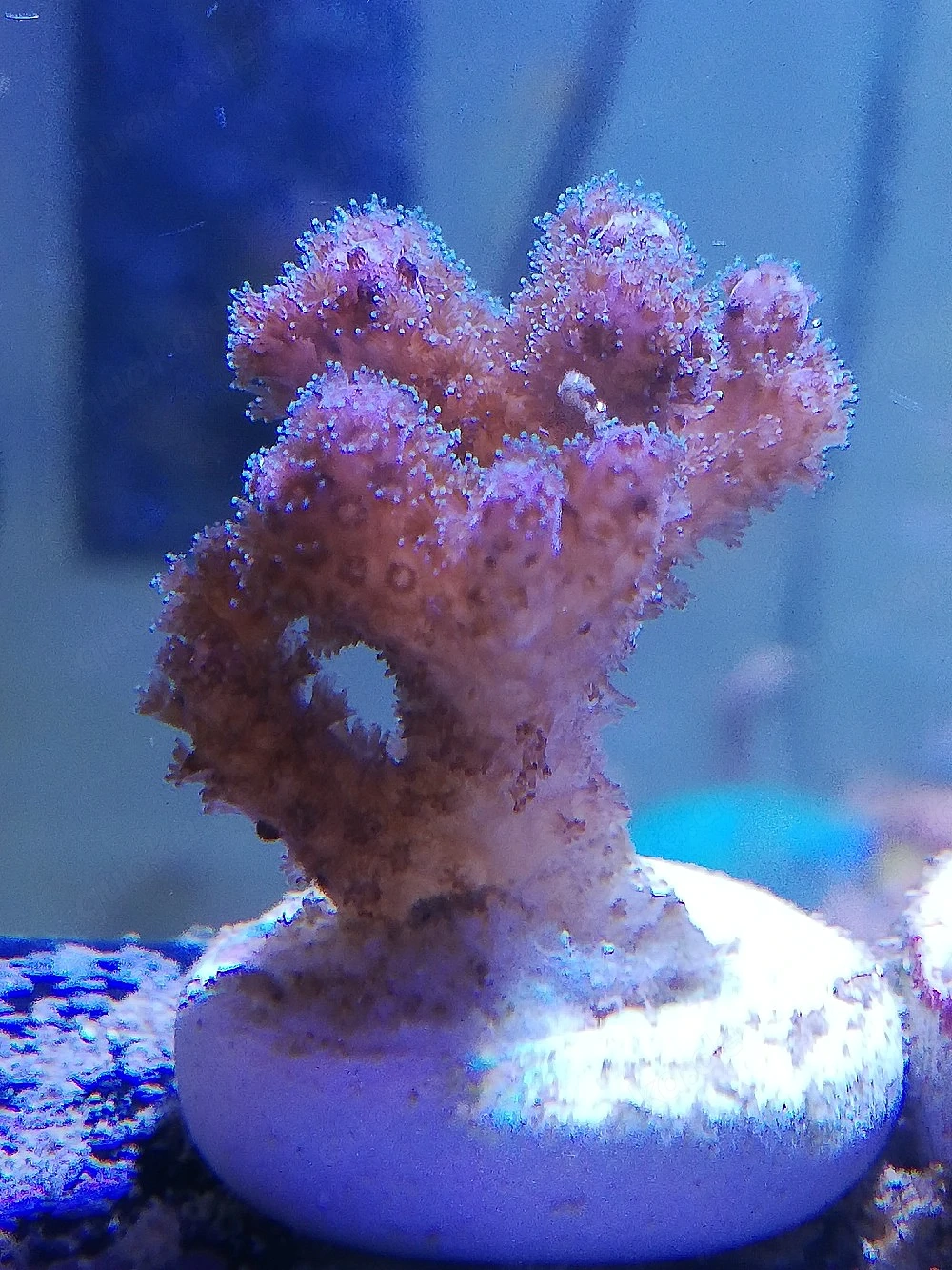 Meerwasser Poccilopora SPS 