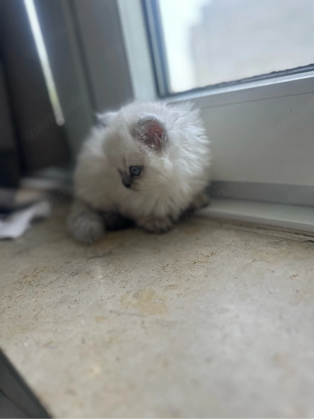 3 BKH Katzen Zum Verkauf 