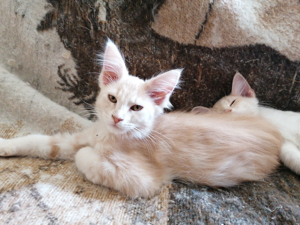 2 Maine Coon kitten Kater 
