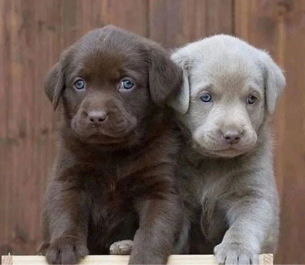 Labrador Retriever Welpen