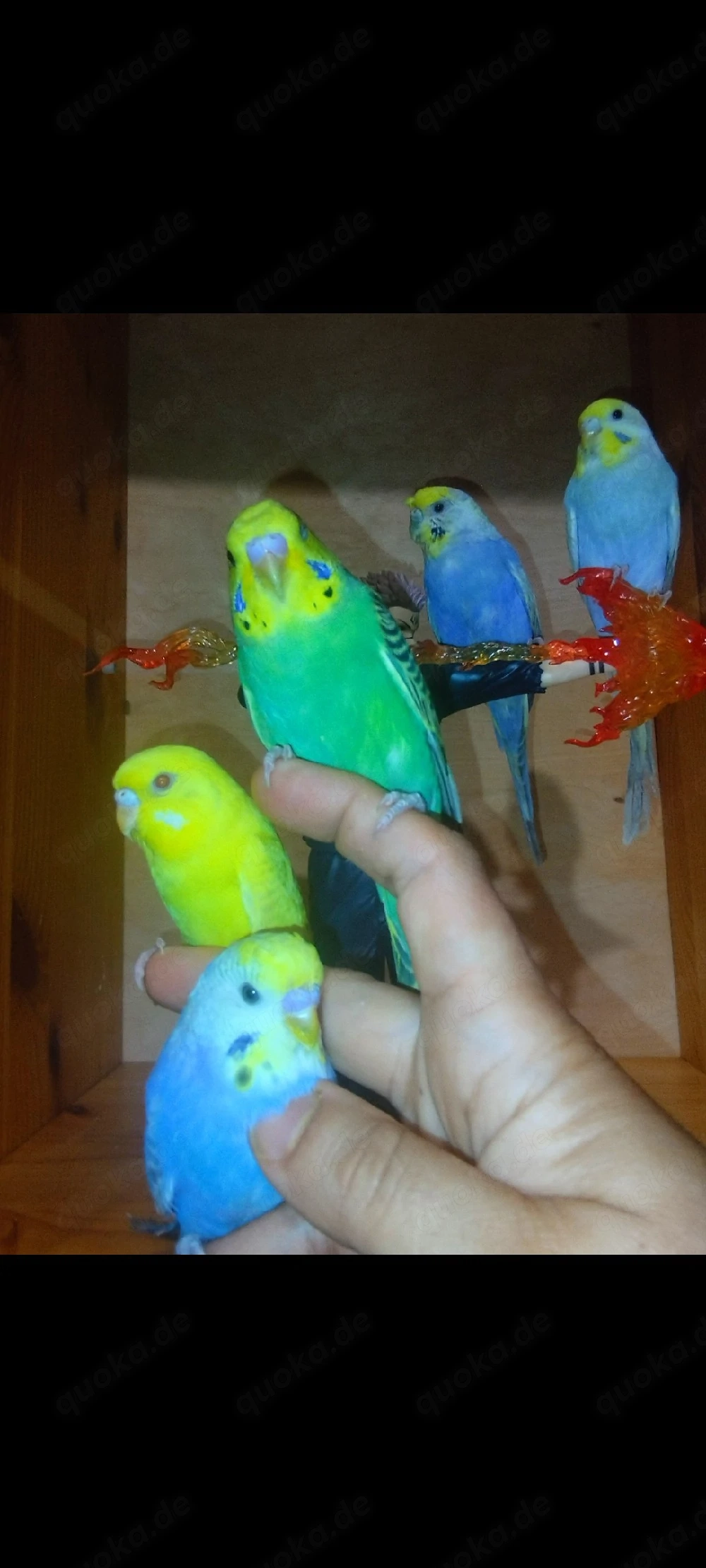 5 handzahm Wellensittich Rainbow Zahm Vögel zutraulich Haustier 