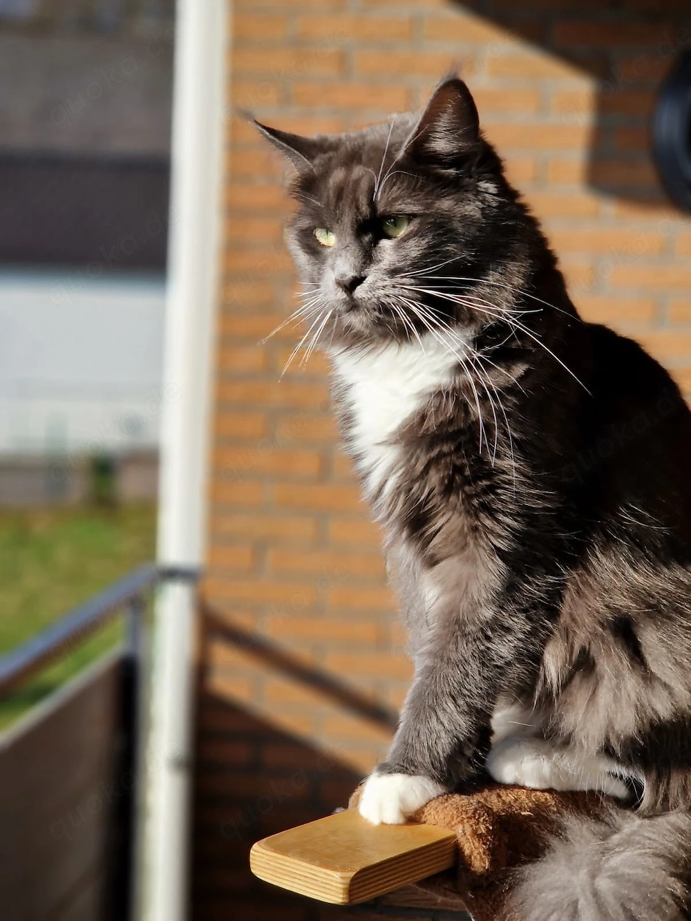 Maine Coon Mix Kitten  