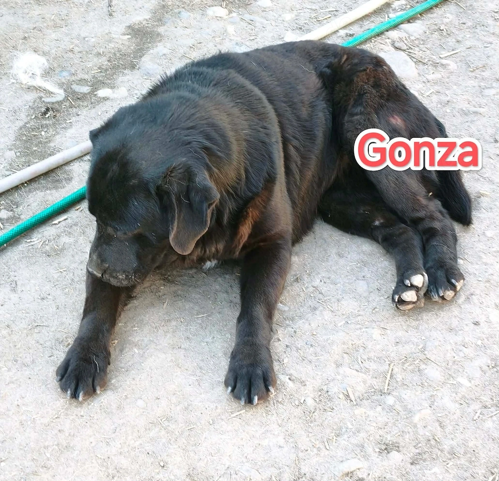 Gonza - schenkst du ihr ein liebevolles Zuhause für immer?