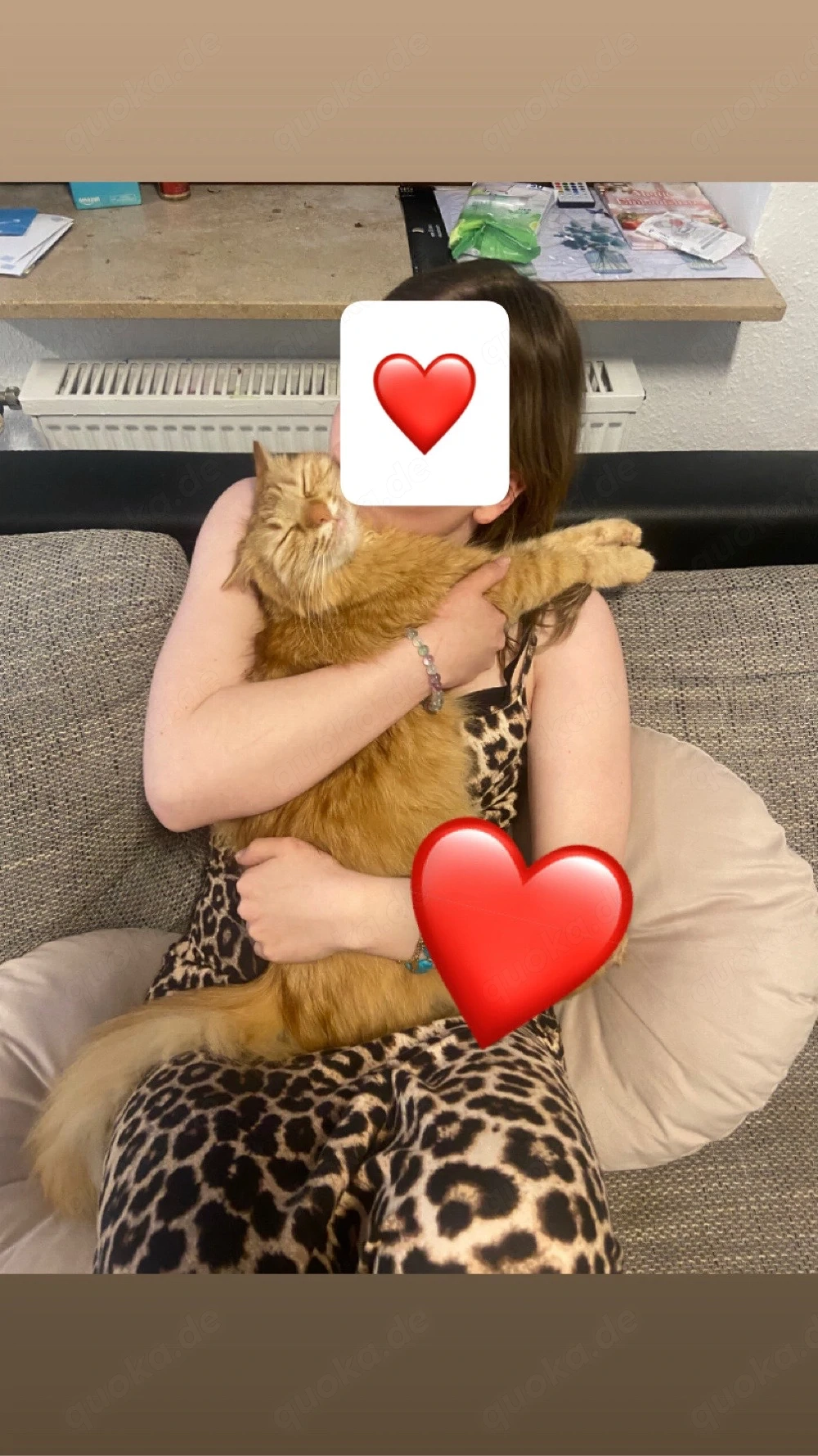 kater sucht zuhause