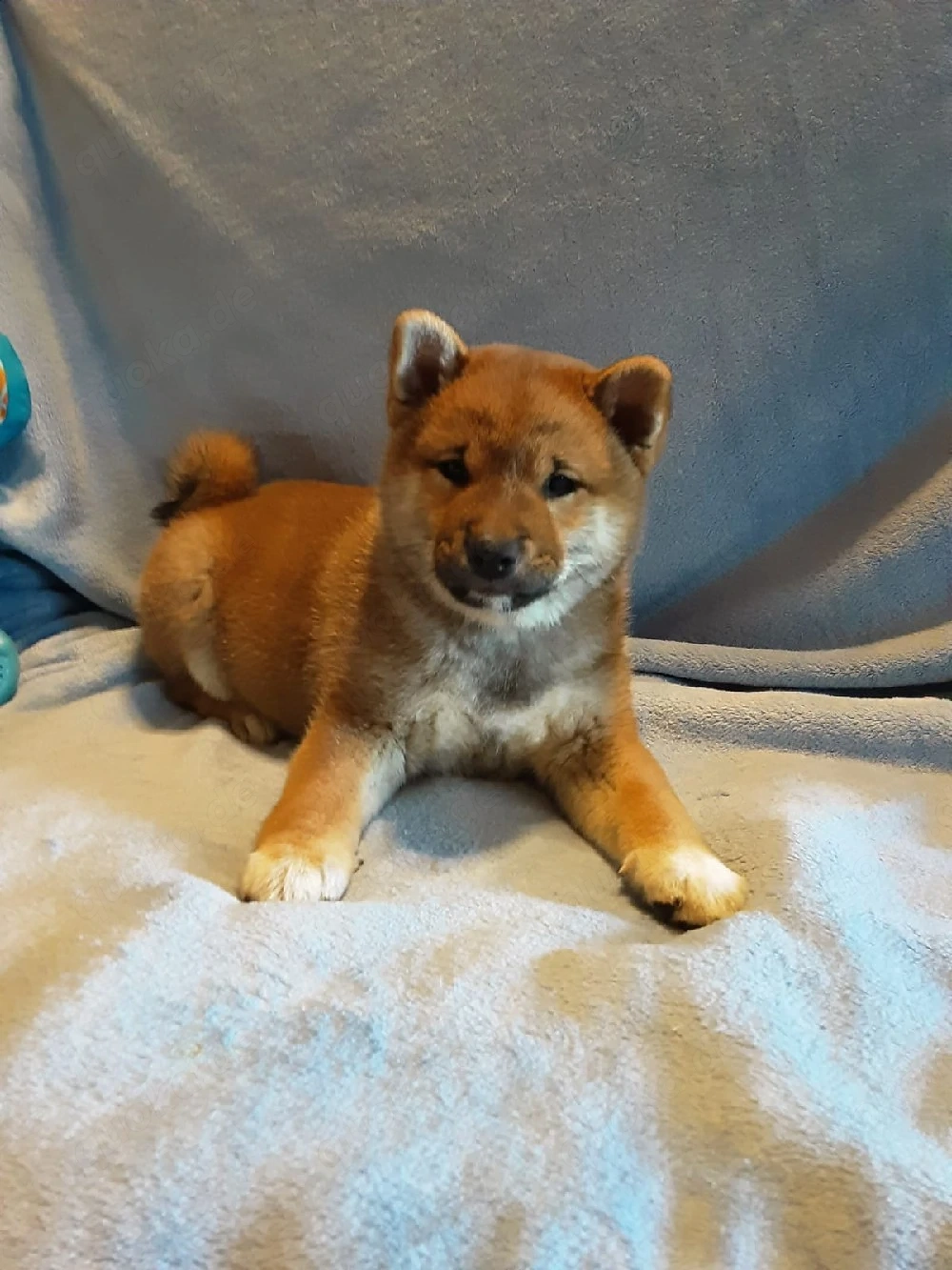 Süße Shiba inu Welpen suchen neue Zuhause