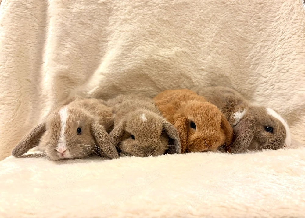 Baby Zwergwidderkaninchen Farbenzwerge Mini-Lop