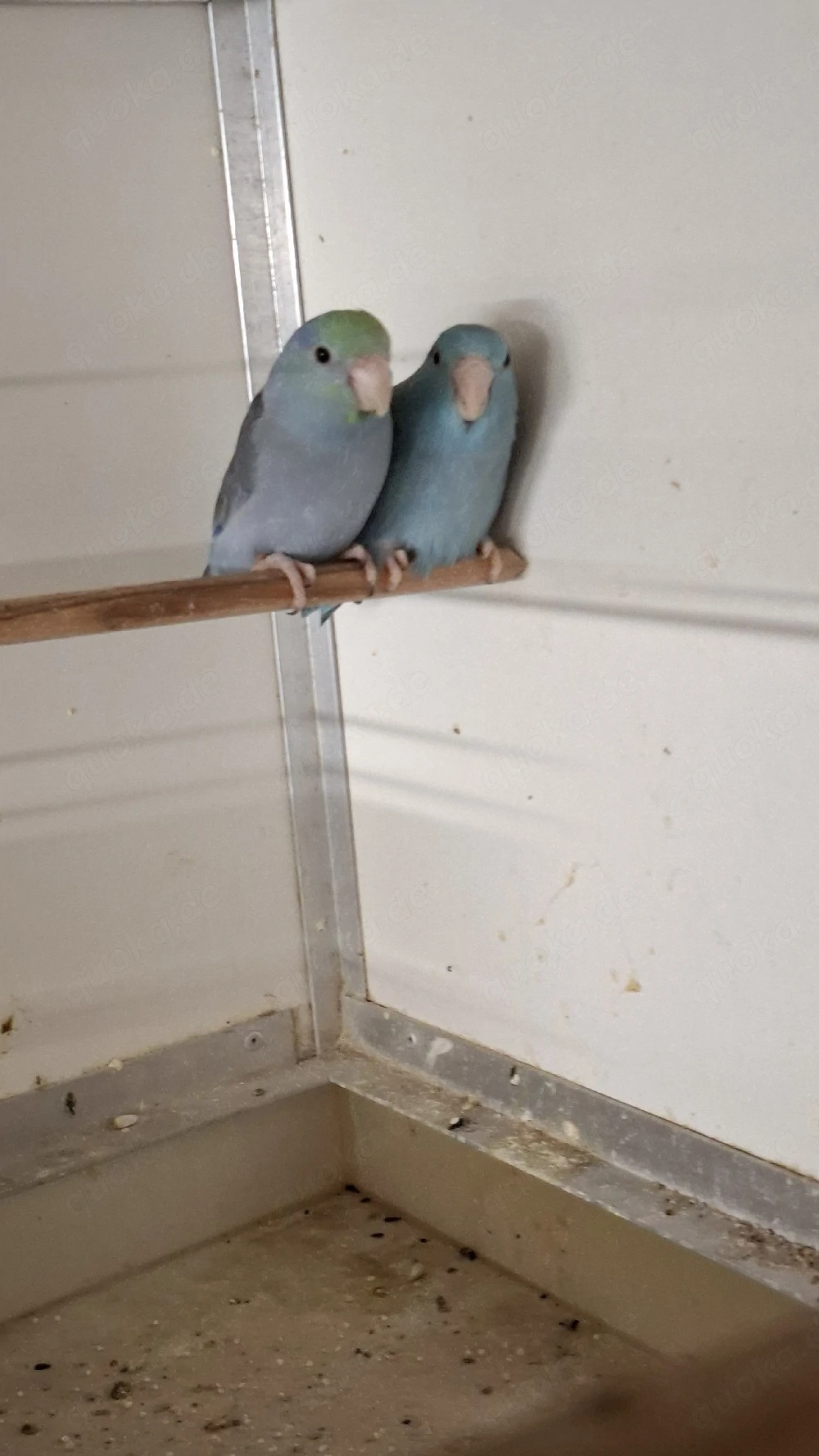 Blaugenick Sperlingpapagein 