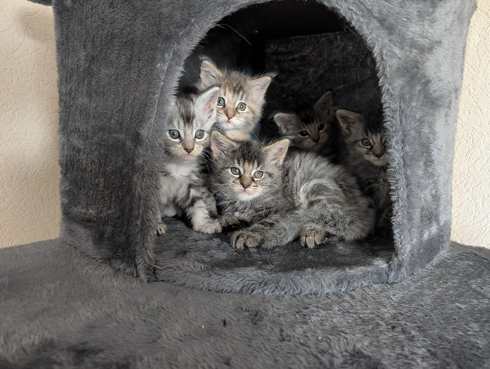Maine Coon Kitten mit Stammbaum 