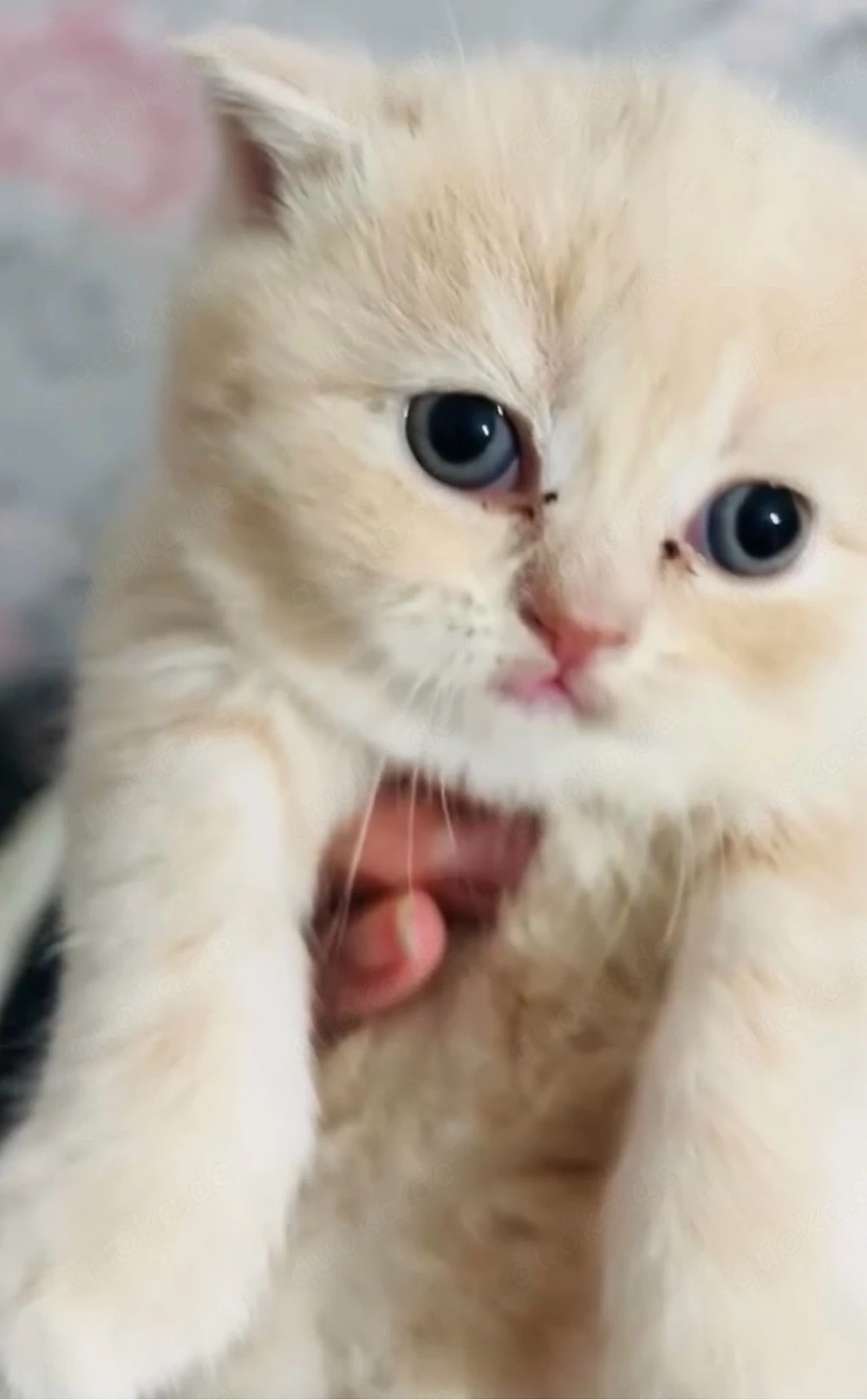 kitten suchen nette Familie