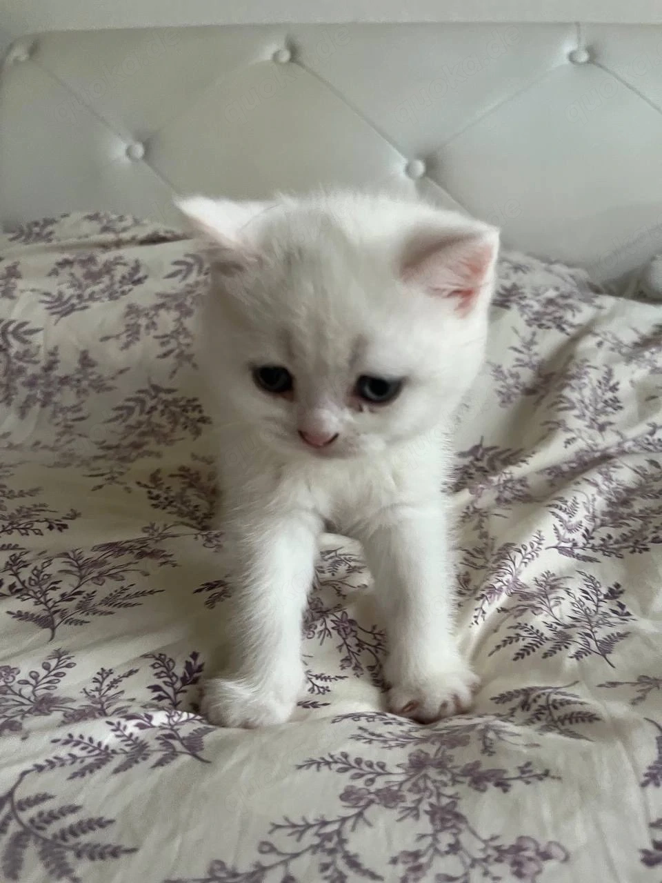 BKH katzen baby