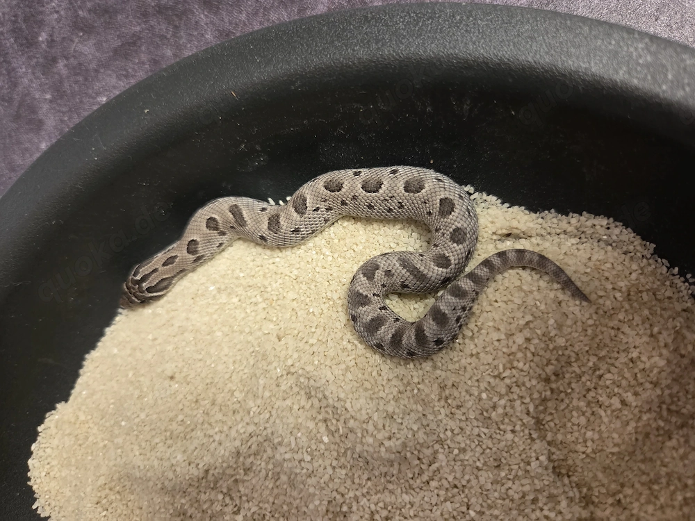 Heterodon nasicus westliche Hakennasennatter