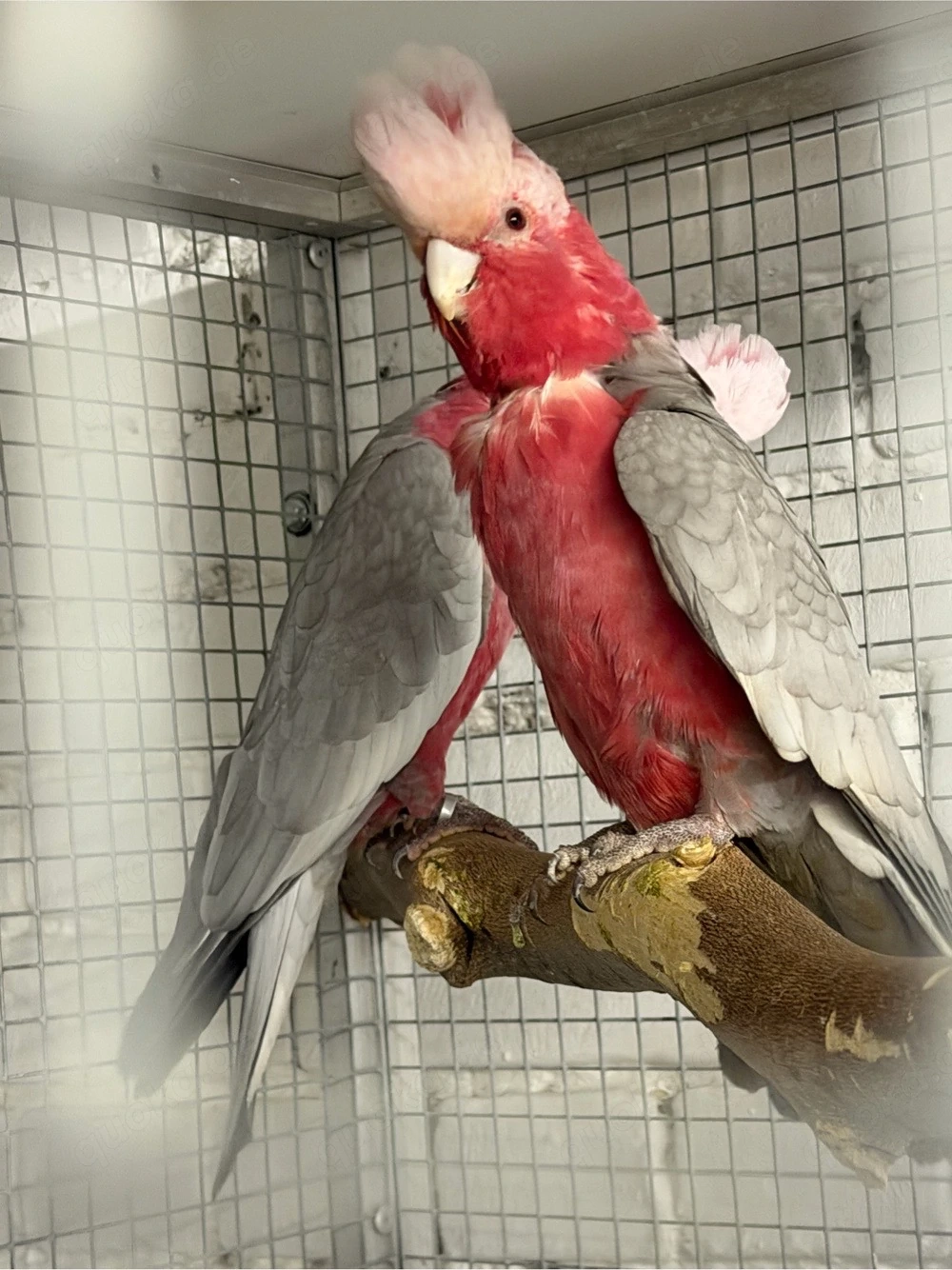 Rosakakadu Pärchen von 2011und 2012
